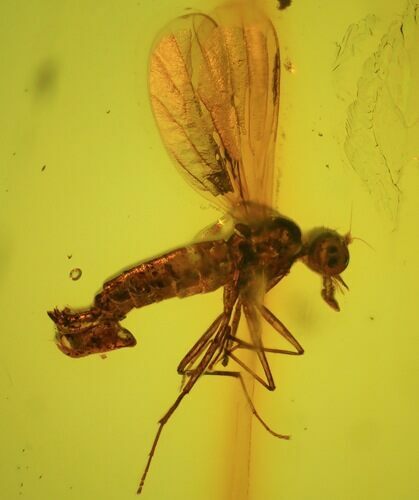 Detailed Fossil Dance Fly (Empididae) In Baltic Amber #45169